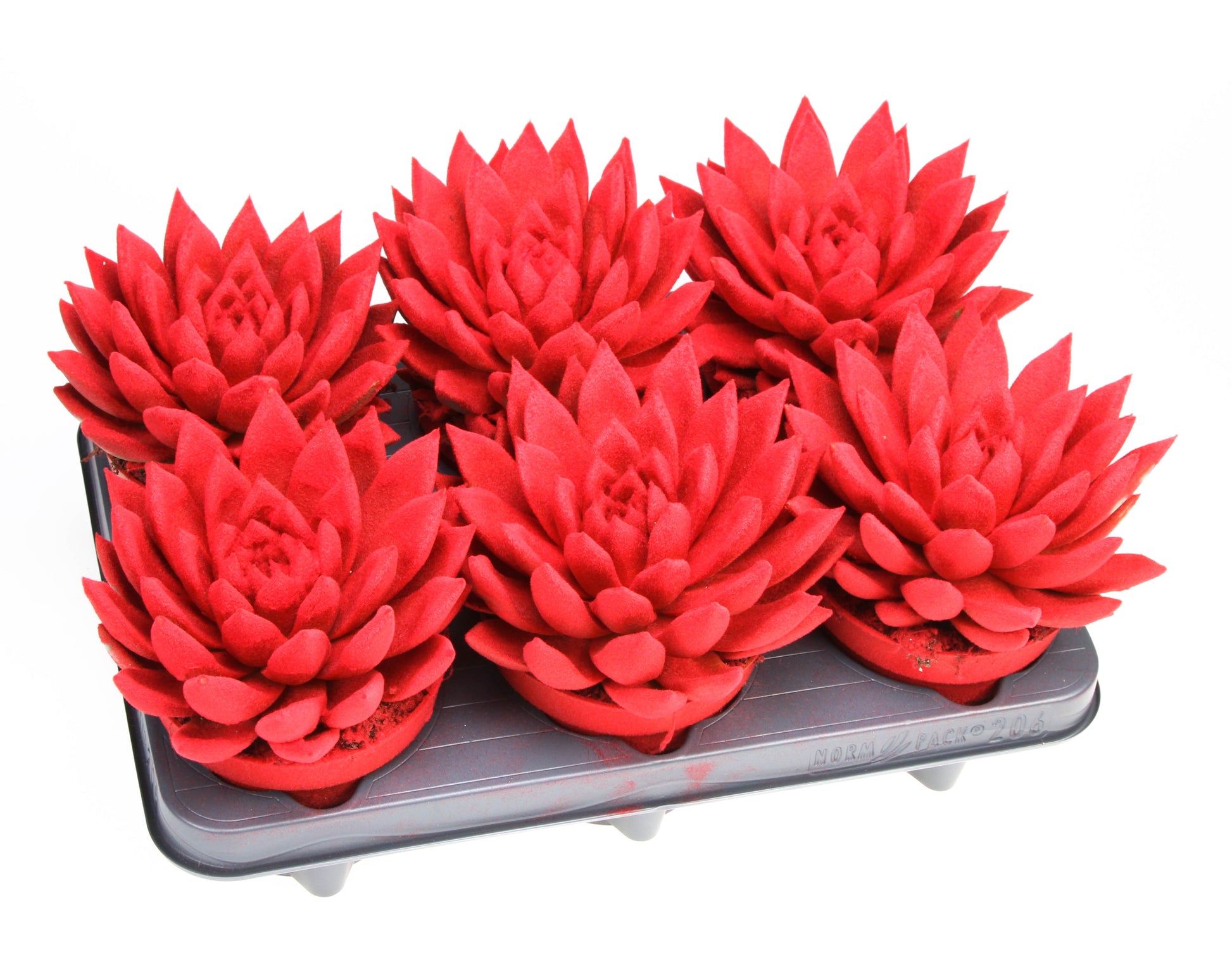 Miranda velvet red 15cm 12cm Pot