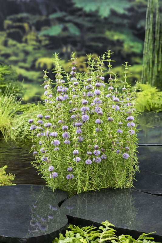 Waterplkw R. Moerings Mentha cervina Pack of 6