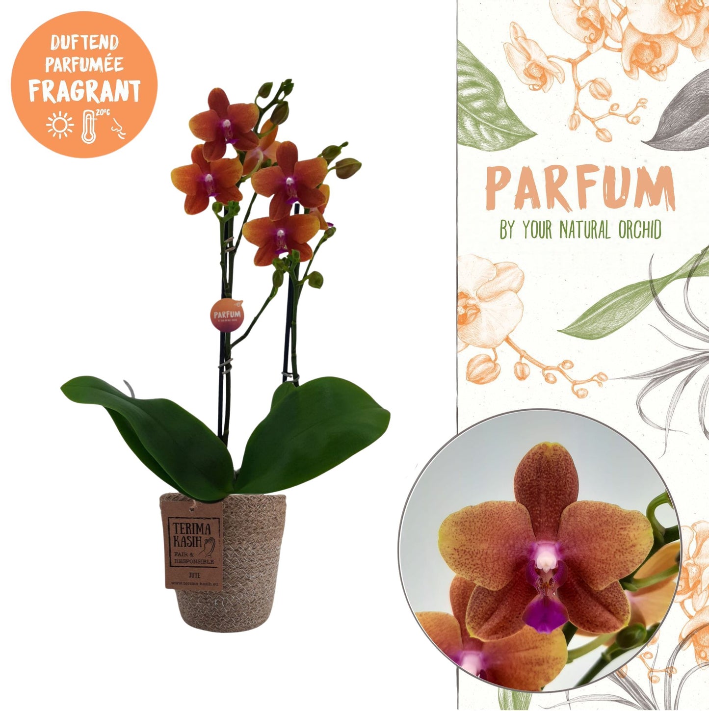 Phalaenopsis mf. Bolgheri 45cm 12cm Pot