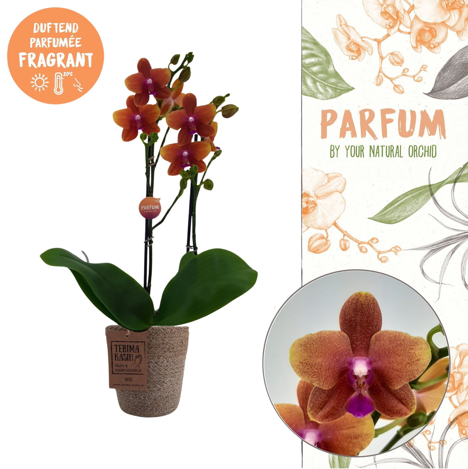 Phalaenopsis mf. Bolgheri 45cm 12cm Pot