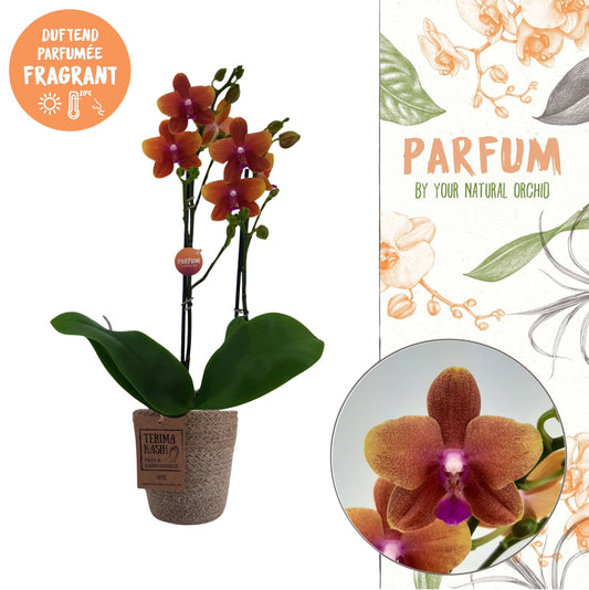 Phalaenopsis mf. Bolgheri 45cm 12cm Pot