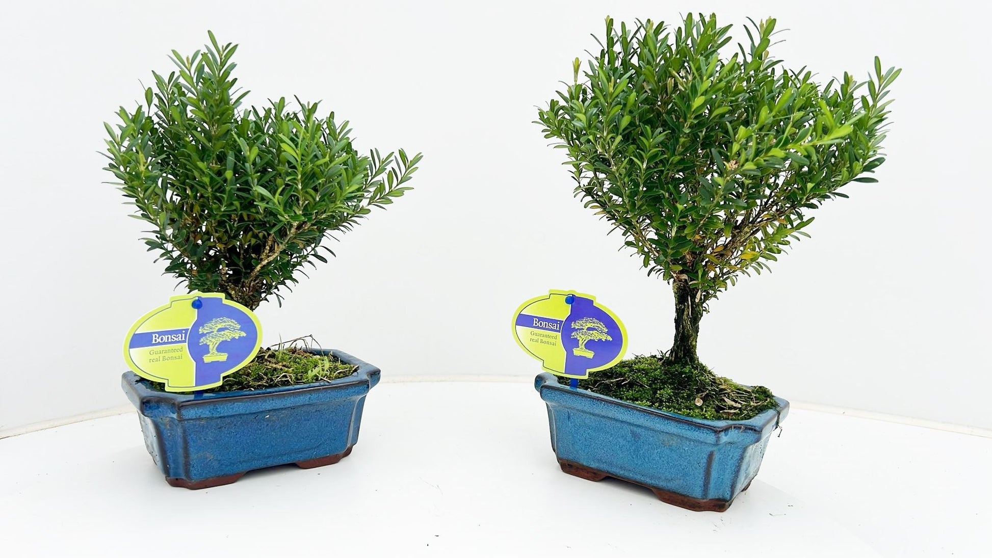 Bonsai Metasequoia Forest 25cm 15cm Pot