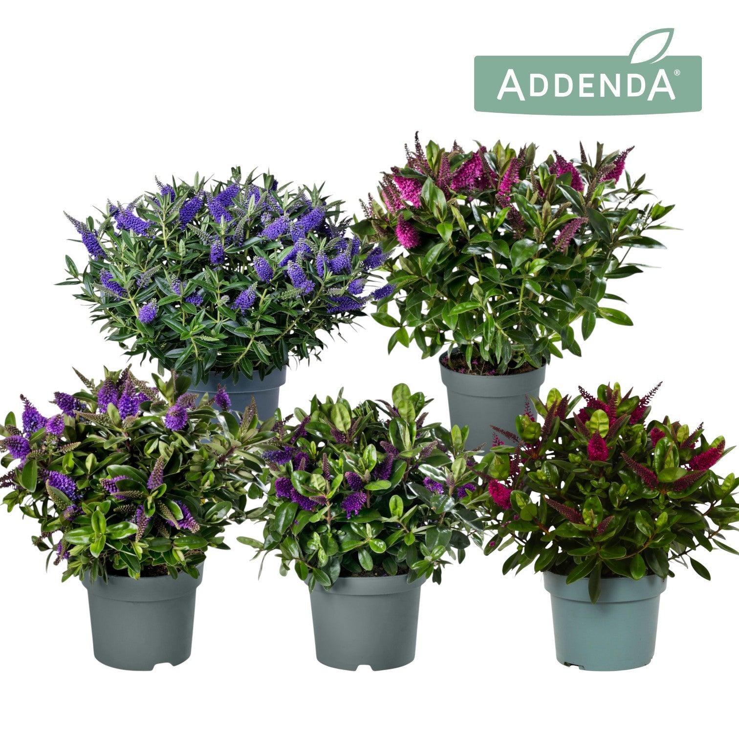 FlevoFlora Hebe Addenda mix Pack of 3