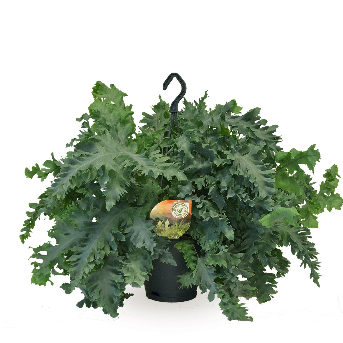 Phlebodium Davana 40cm 20cm Pot