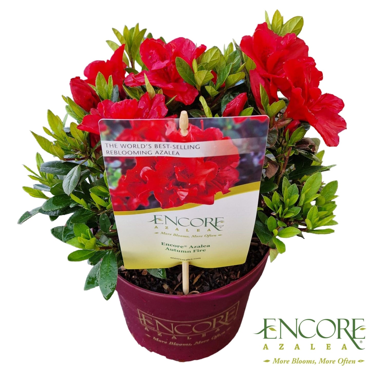 Rhododendron Encore Autumn Fire 40cm 19cm Pot