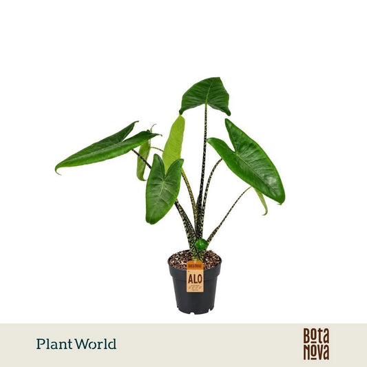 Alocasia Zebrina 40cm 14cm Pot