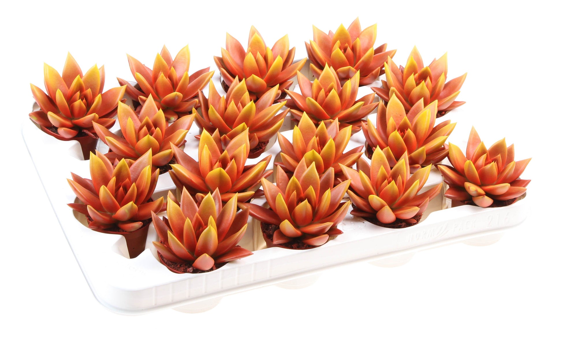 Rainbow bicolor red + yellow point 8cm 6cm Pot
