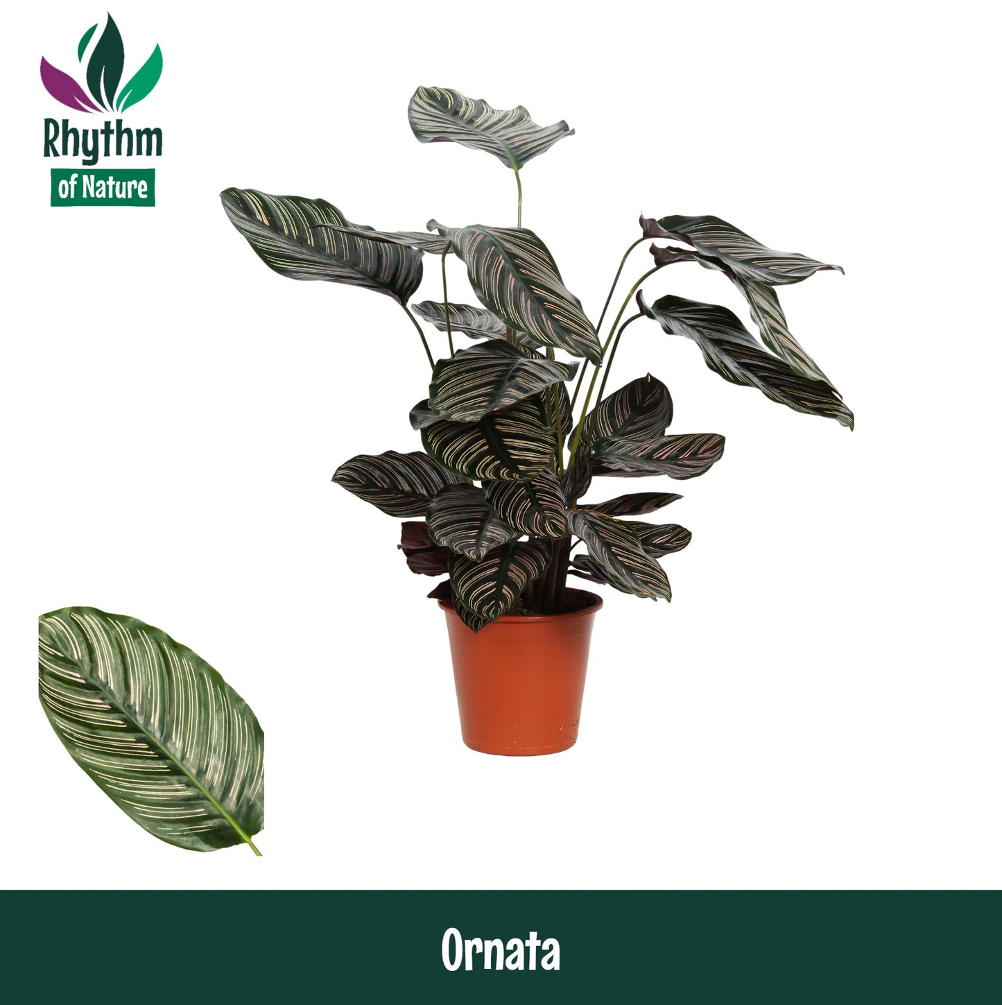 Calathea sanderiana 80cm 19cm Pot
