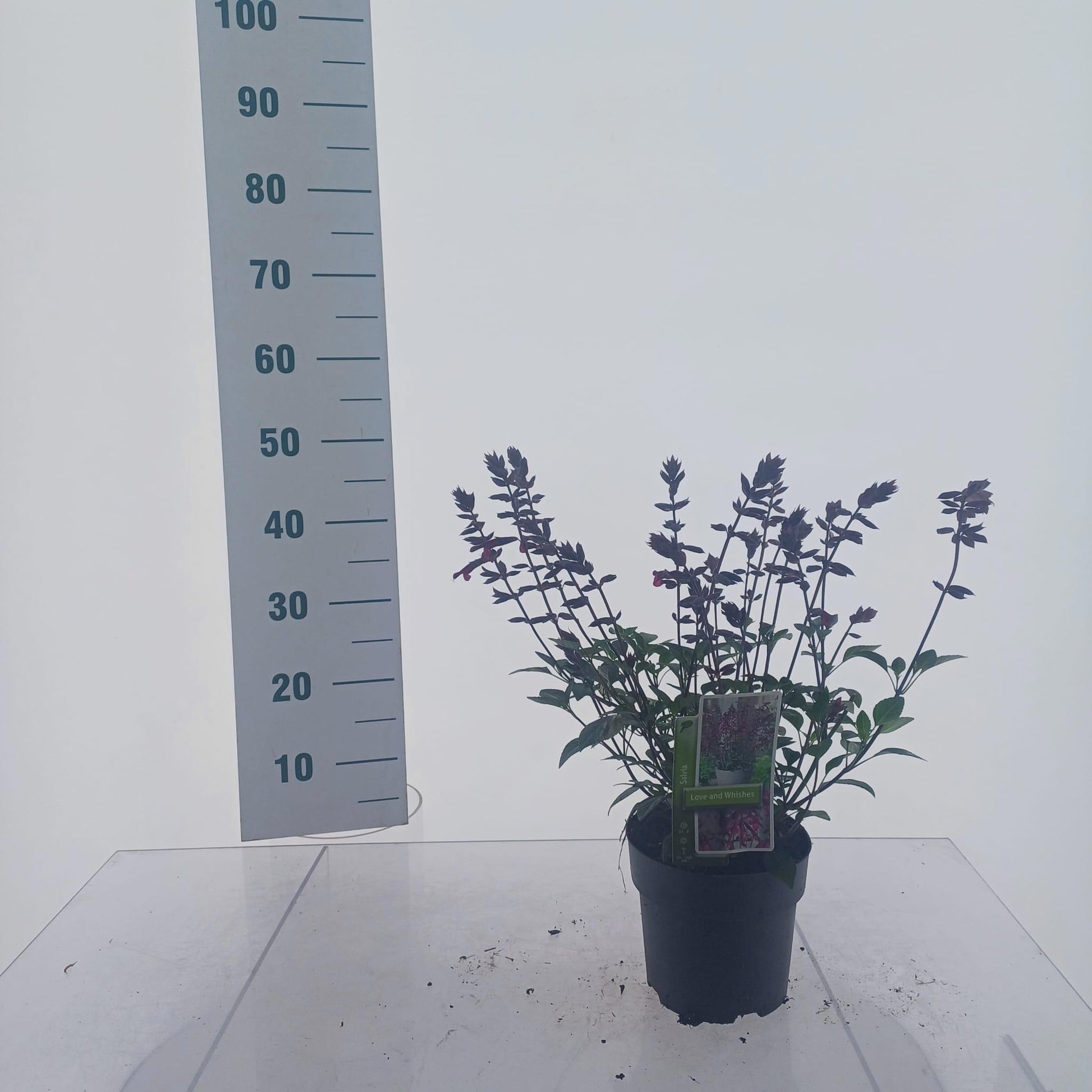 Salvia Love and wishes 45cm 17cm Pot