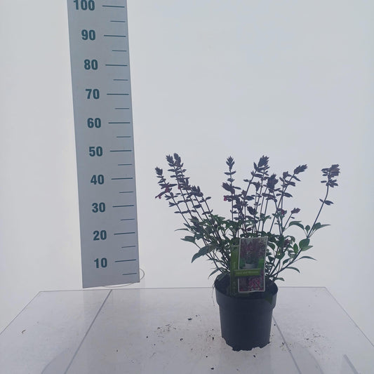 Salvia Love and wishes 45cm 17cm Pot