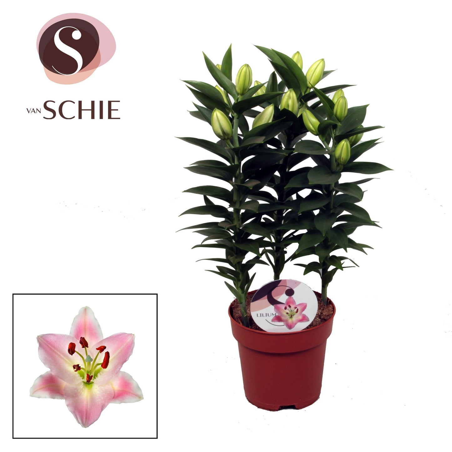 Lilium Souvenir 45cm 17cm Pot
