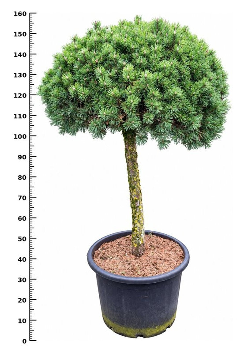 Pinus mugo Mops 160cm 48cm Pot