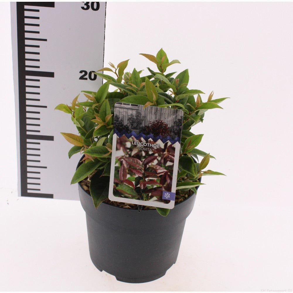 Snepvangers Tuinplanten Leucothoe Zebonard Pack of 6