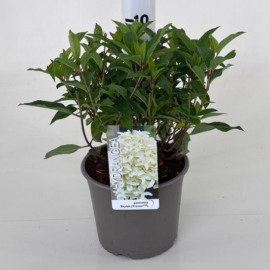 Hydrangea pan. Skyfall 25cm 19cm Pot
