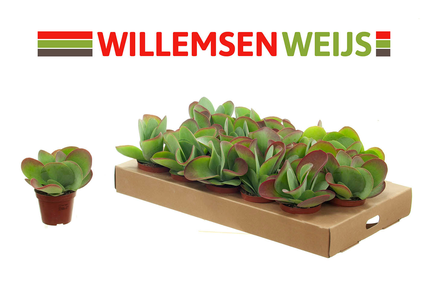 Kalanchoe thyrsiflora 15cm Special Pot (508)
