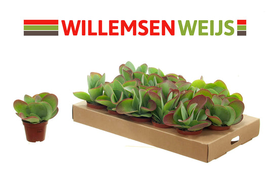 Kalanchoe thyrsiflora 15cm Special Pot (508)