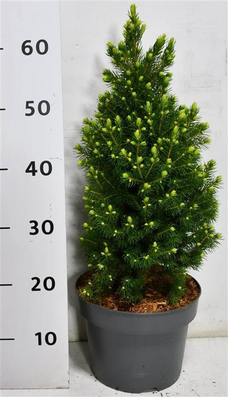 Bloemenkampen BV, Hkw. de Picea glauca Rainbows End Pack of 1