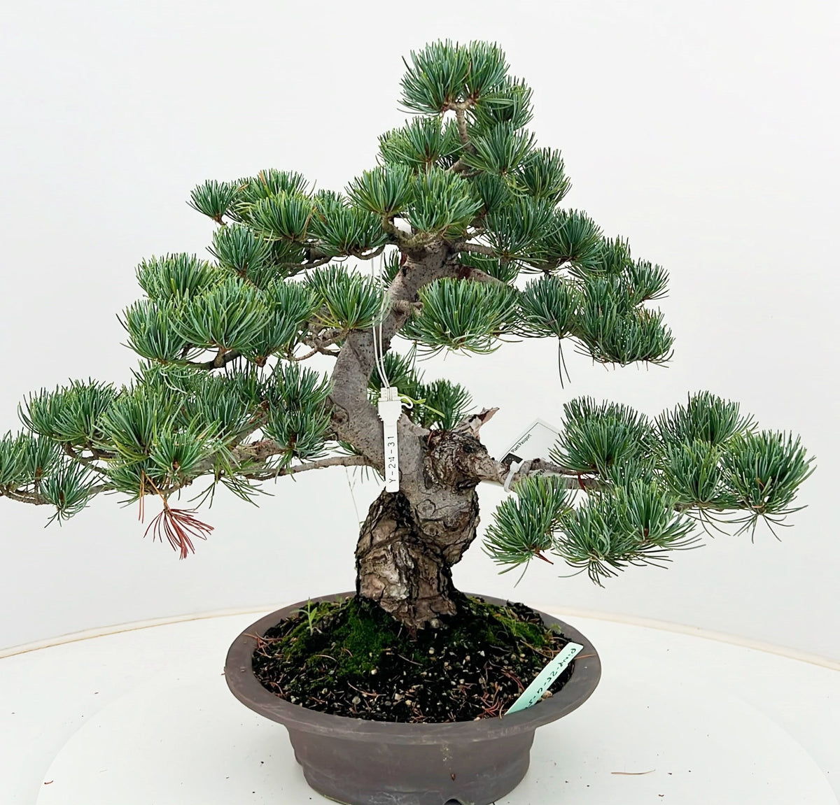 Pinus parviflora 45cm 25cm Pot