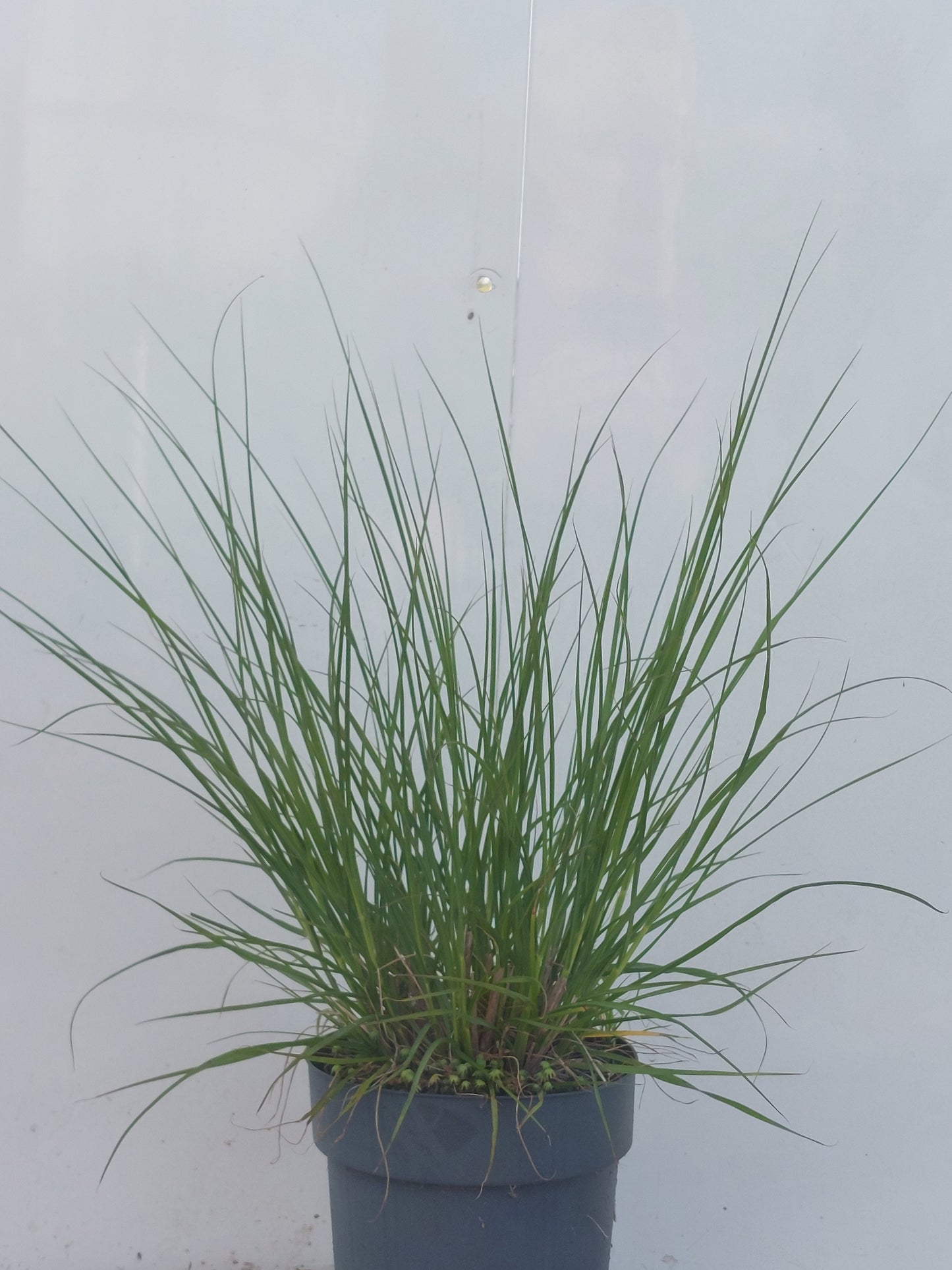 Winden BV, Buxuskw W. van Pennisetum Hameln Pack of 1