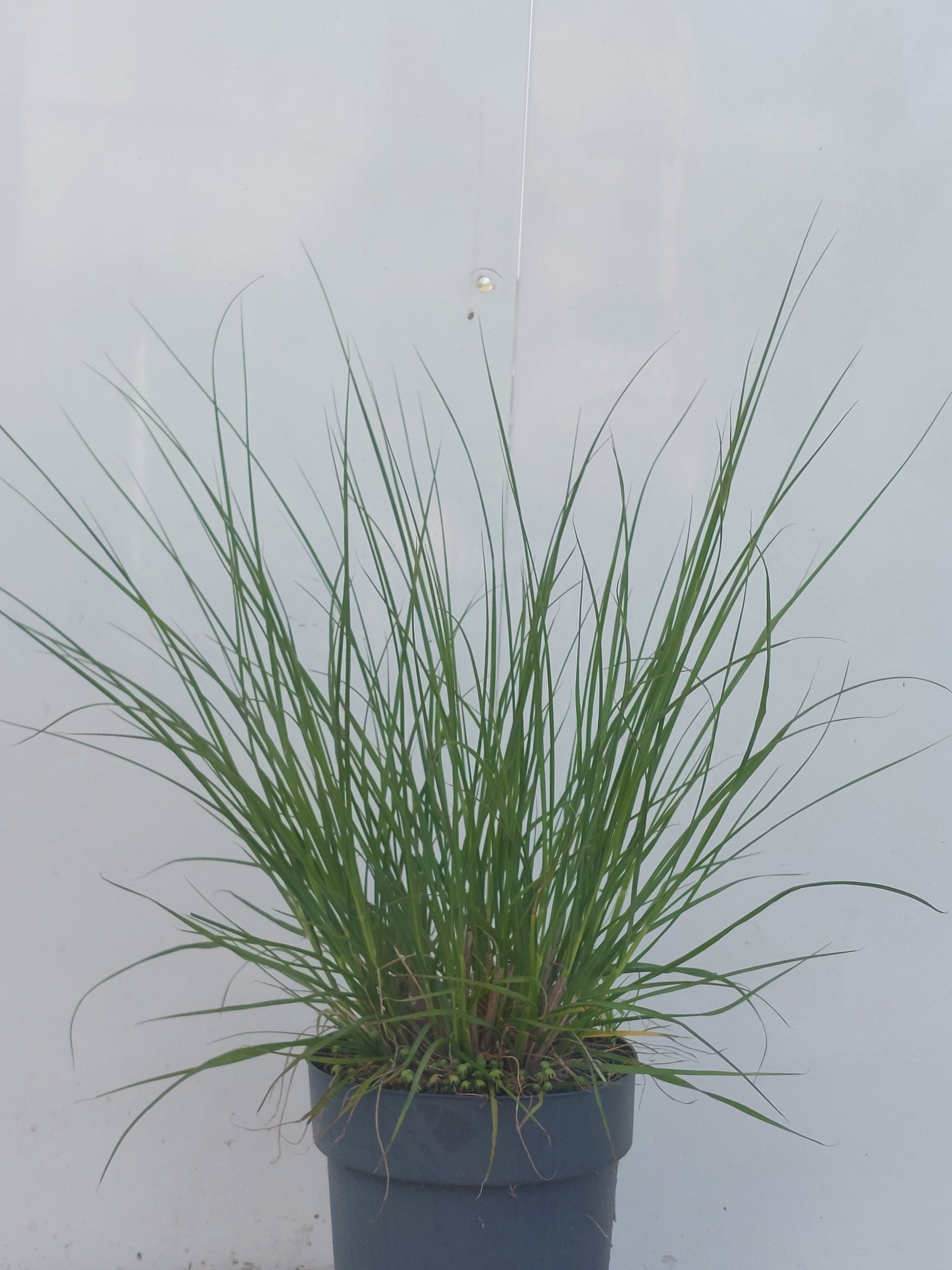 Winden BV, Buxuskw W. van Pennisetum Hameln Pack of 1
