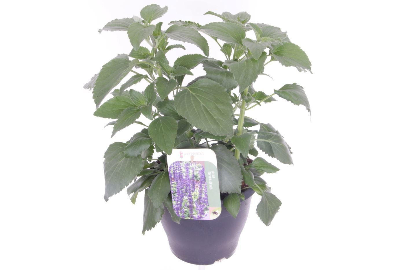 Salvia Mystic Spires Blue 55cm 23cm Pot