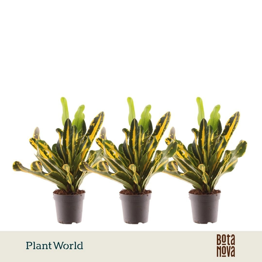 Codiaeum Mammi 25cm 7cm Pot