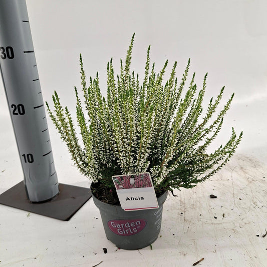 Calluna Garden Girls Alicia 25cm 13cm Pot