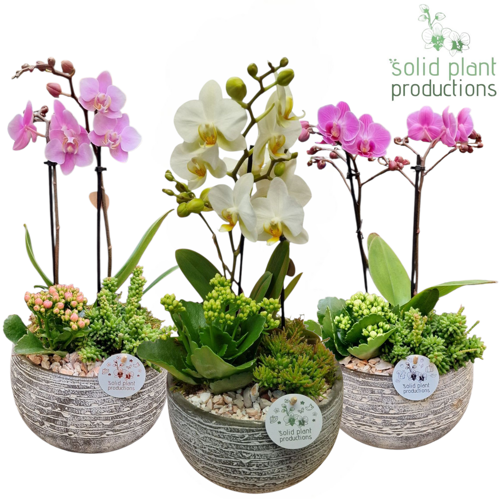 Solid Plant Productions PH051 Dakota Small Mix Pack of 3