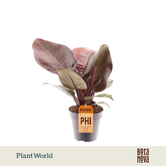Plantworld Jogrow Philodendron Red Cherry Pack of 6