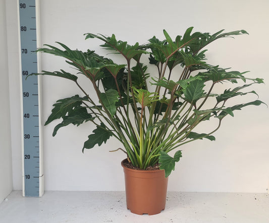 Philodendron Xanadu 85cm 24cm Pot