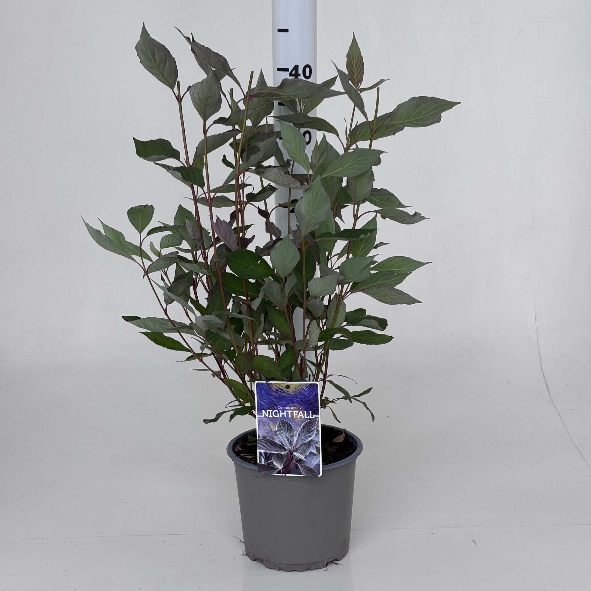 Leon van Lint B.V. Cornus alba Nightfall Pack of 1