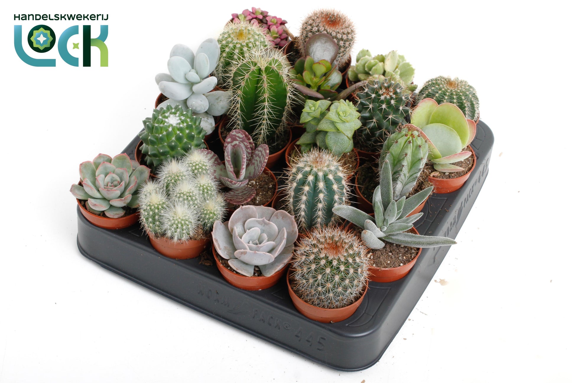 Succulenten Cactus mix 12cm 505cm Pot