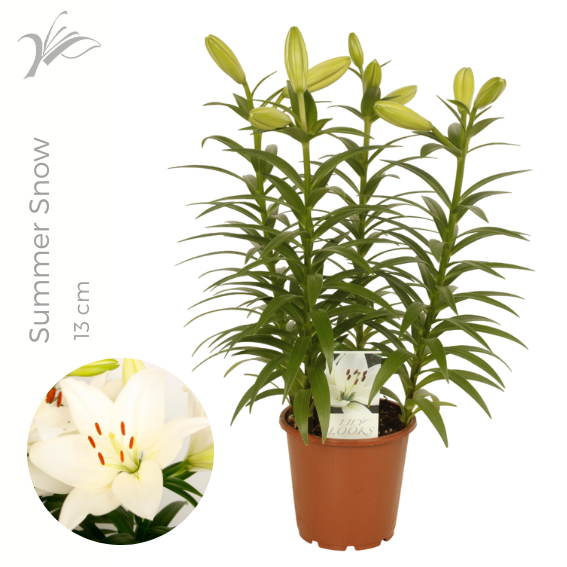 Lilium la. Summer Snow 40cm 13cm Pot