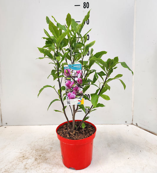 Magnolia sou. Susan 60cm 19cm Pot