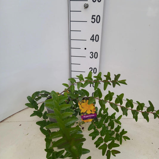 Hypericum Hidcote 20cm 15cm Pot