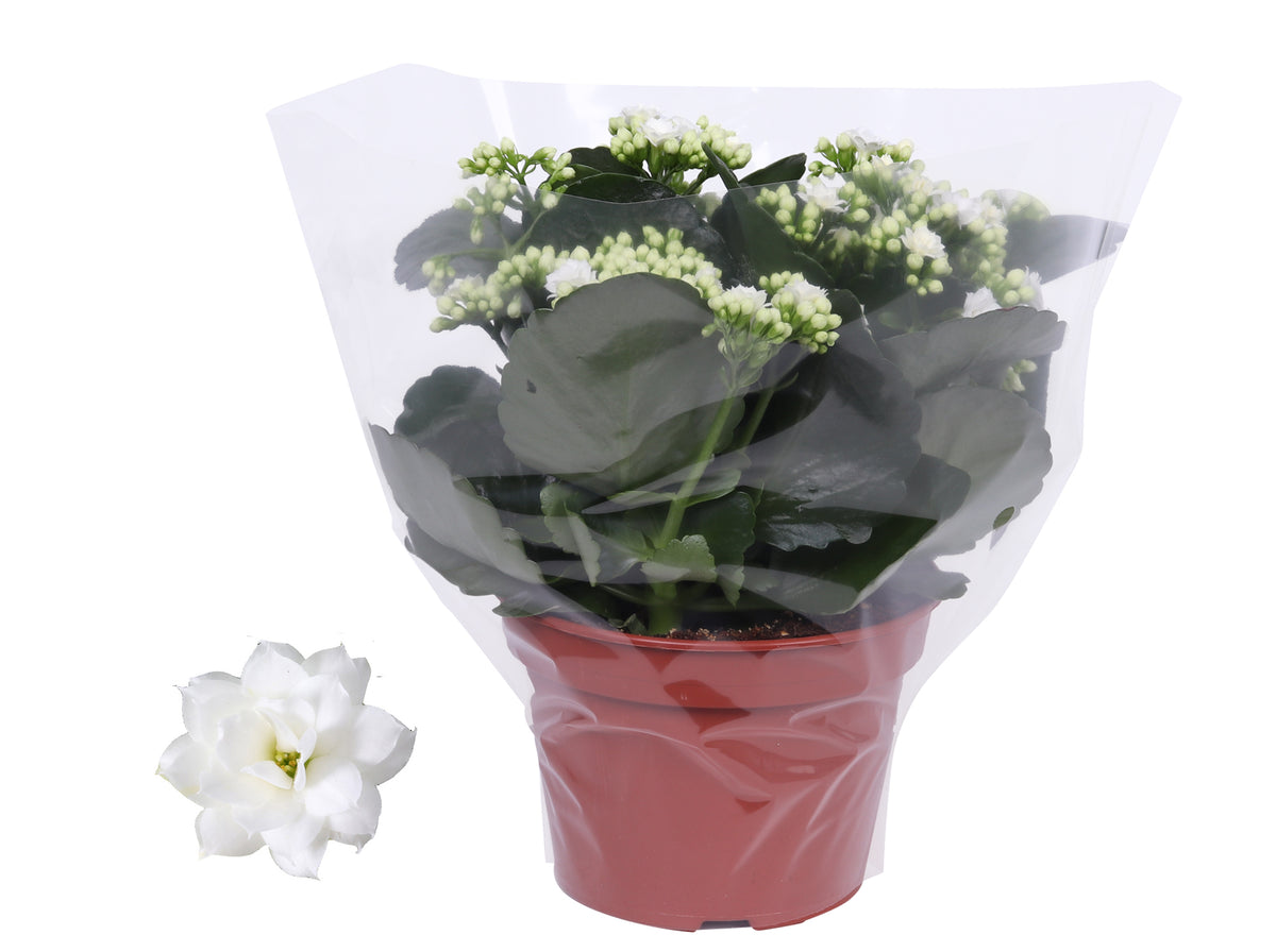 Kalanchoe Rosalina Don Dione 27cm 15cm Pot