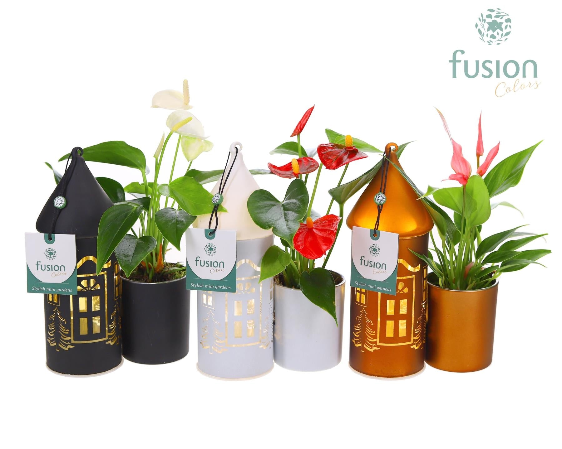 LED Duo glazen huis met Anthurium 25cm 12cm Pot