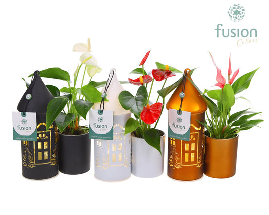 Glas LED Duo huis met Anthurium 25cm 12cm Pot