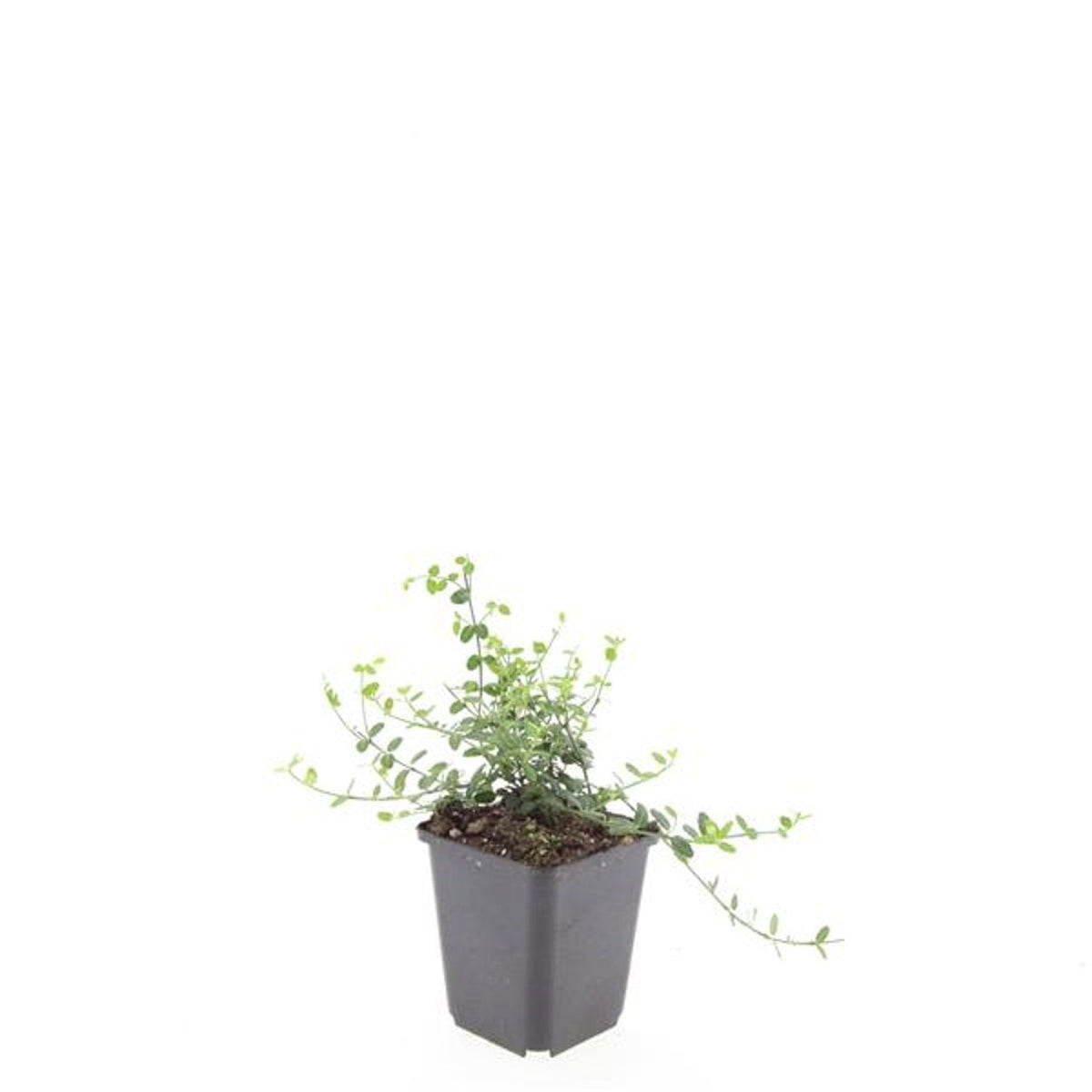 Euonymus Minimus 15cm 9cm Pot