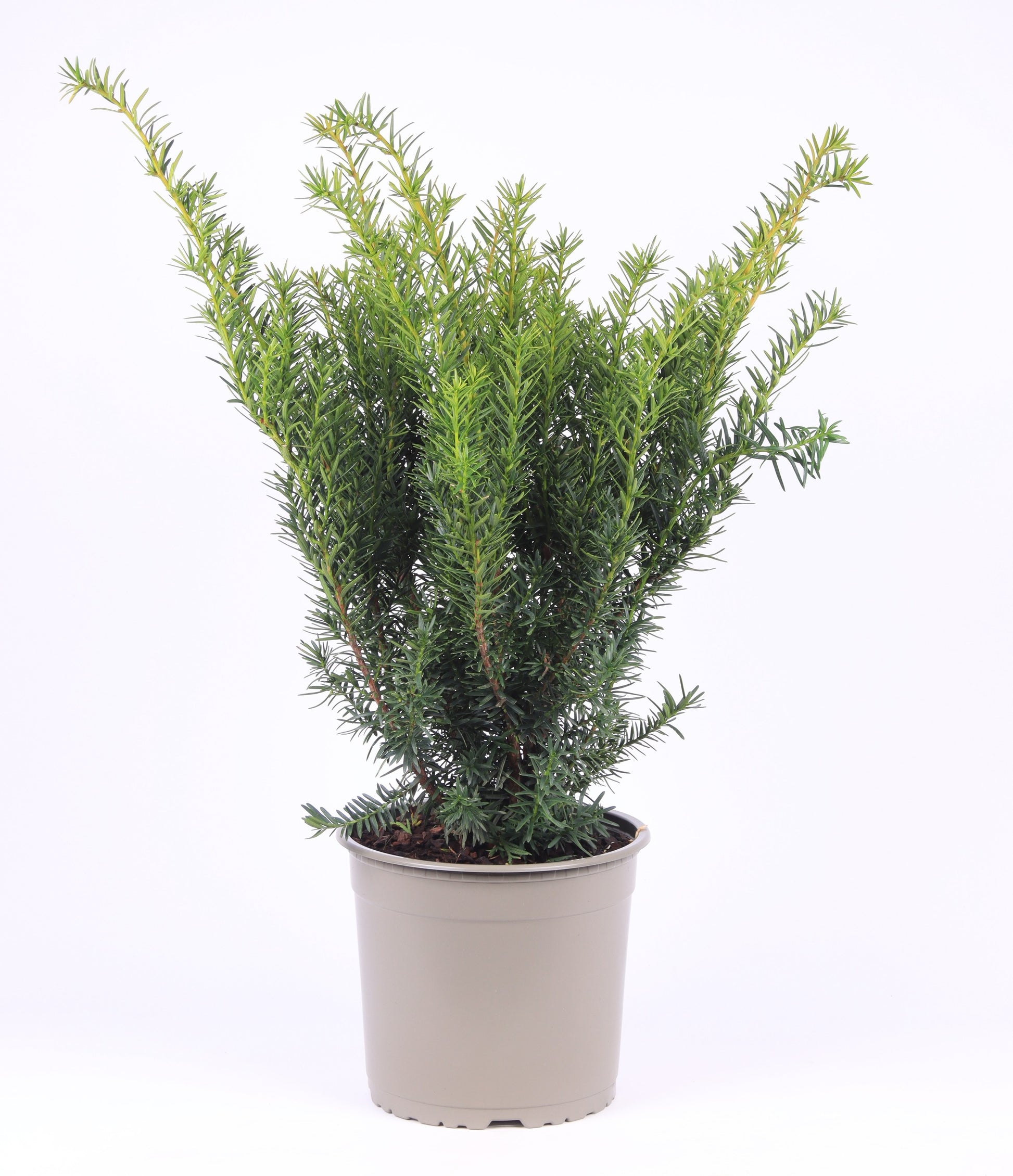 Taxus media Densiformis 60cm 23cm Pot