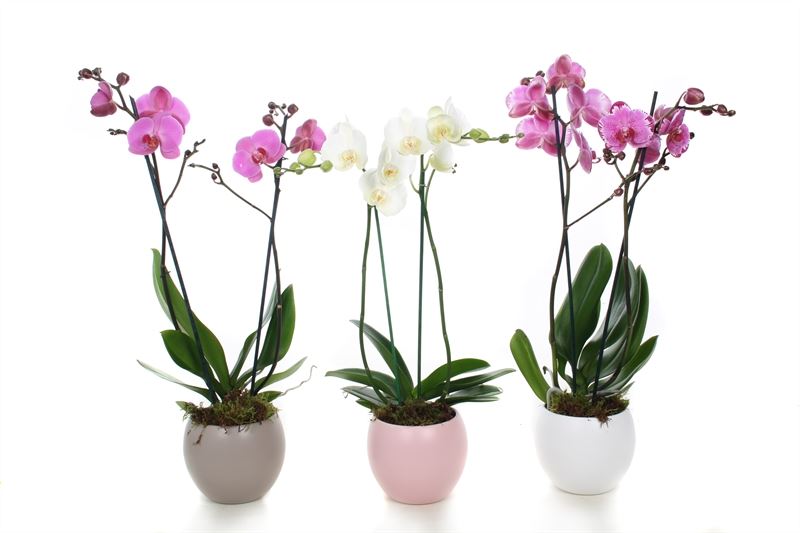 Phalaenopsis mix 55cm 12cm Pot