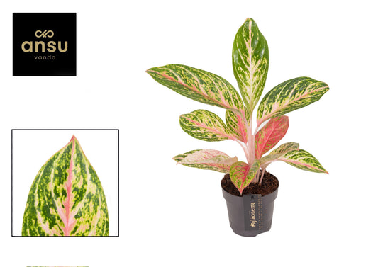 Ansu Aglaonema Coco melon Pack of 6