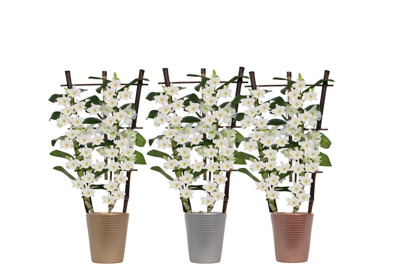 Dendrobium nobile white bow 50cm 12cm Pot