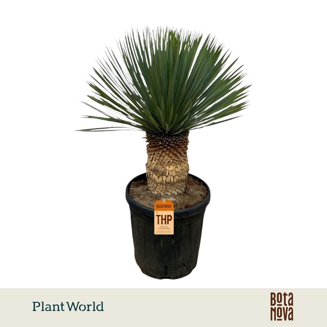 Yucca rostrata 100cm 38cm Pot