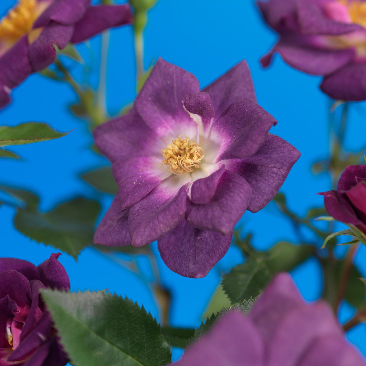 Rose Veilchenblau 65cm 15cm Pot