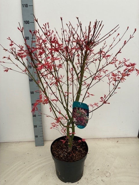 Acer Phoenix 90cm 26cm Pot