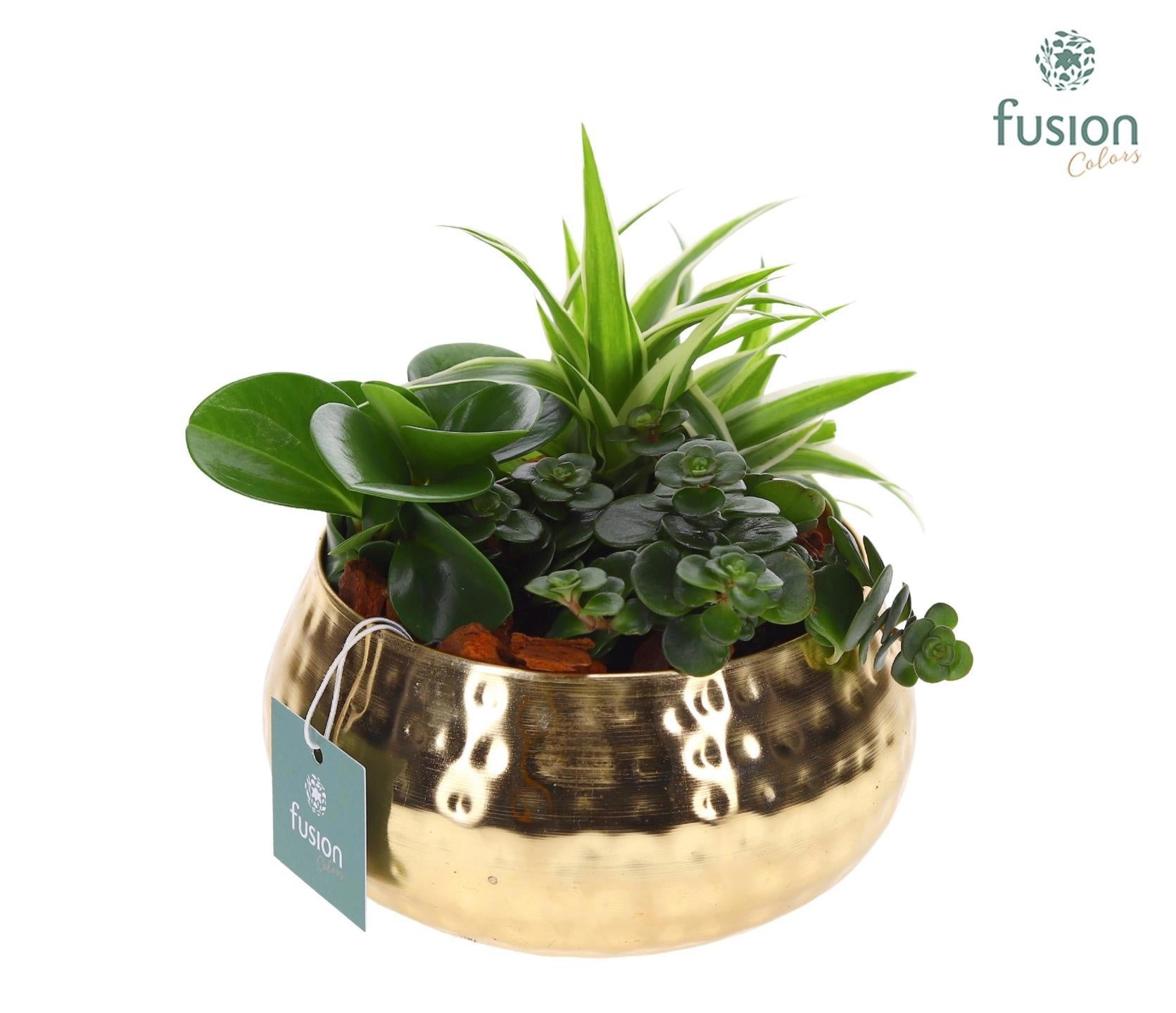 Schaal Indian metaal goudkleurig met groene planten 25cm 15cm Pot