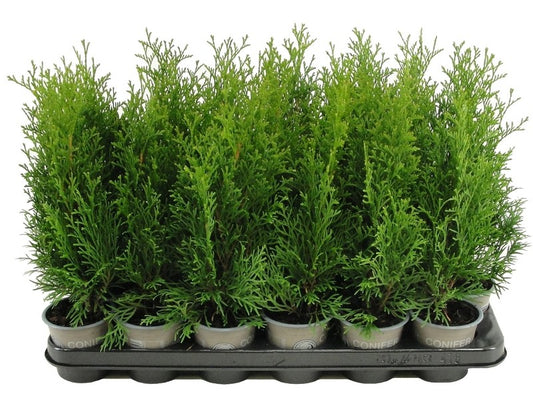 Thuja occidentalis Smaragd 33cm 9cm Pot
