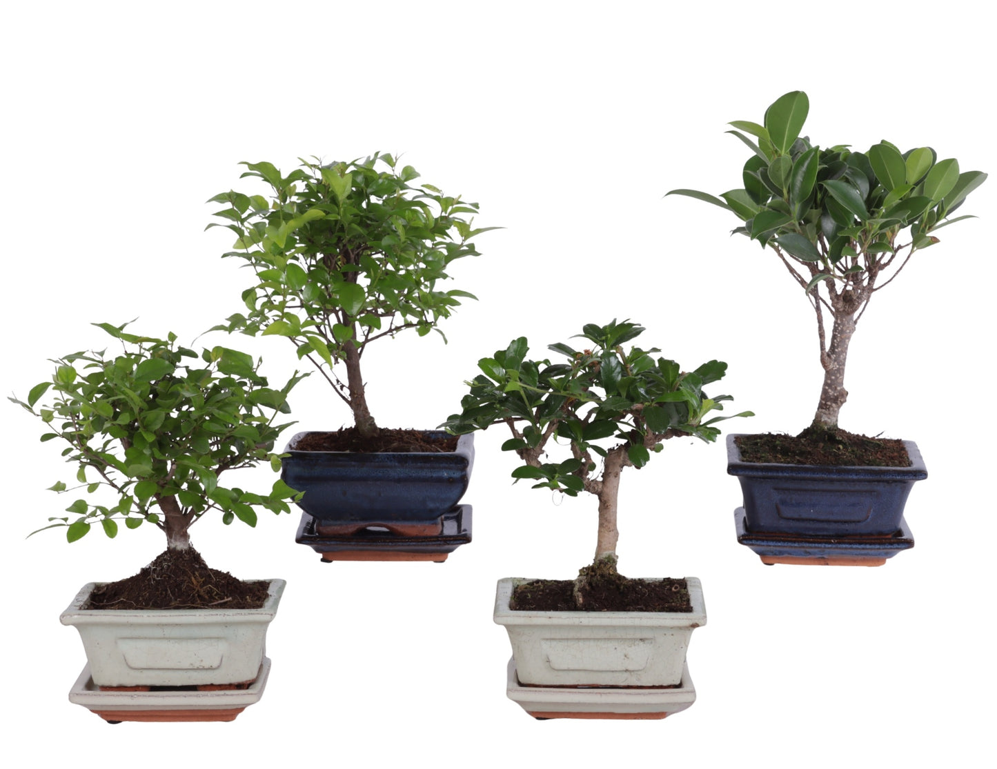 Bonsai mix Ceramic + Saucer 20cm 12cm Pot