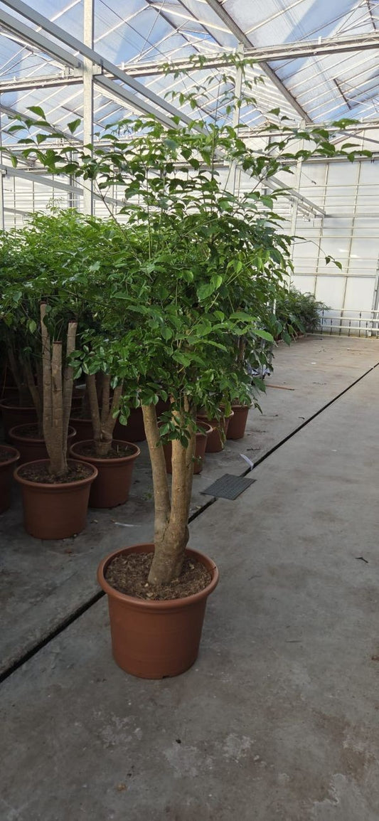 Heteropanax chinensis 220cm 50cm Pot
